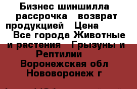 Бизнес шиншилла, рассрочка - возврат продукцией › Цена ­ 4 500 - Все города Животные и растения » Грызуны и Рептилии   . Воронежская обл.,Нововоронеж г.